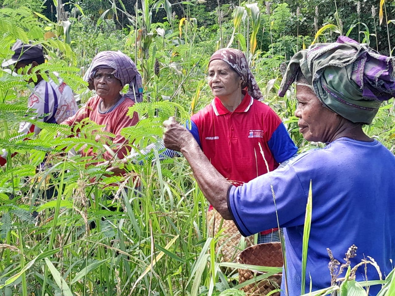 INCIDENT (Increasing Resiliency through Climate Change and Disaster Risk Reduction in Nusa Tenggara)